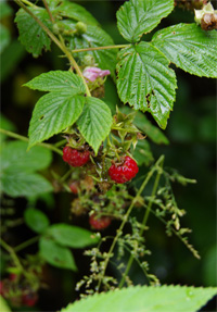 Beeren